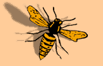 Wasp image, 2k