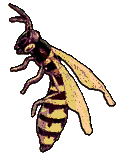 WaSPs Maskot